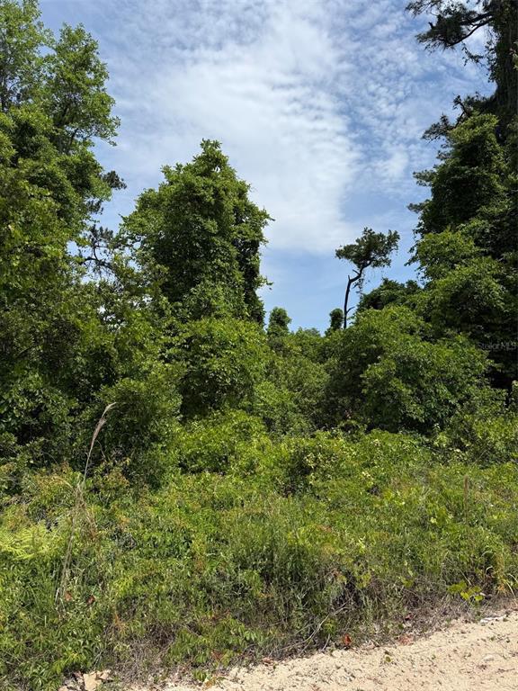 A dense, overgrown wooded lot with tall trees and thick vegetation under a blue sky — 000 FOLKLORE DR, SATSUMA, FL