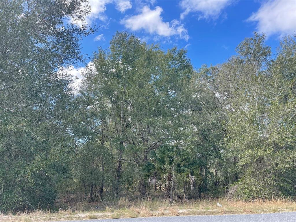 A wooded lot with tall trees and a small palm tree borders a paved road — GRAYS AIRPORT ROAD, LADY LAKE, FL