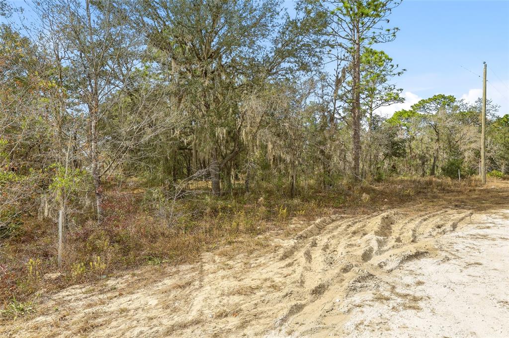 A dirt road leads to a wooded lot with tall trees and Spanish moss — CAYMAN ROAD, WEEKI WACHEE, FL