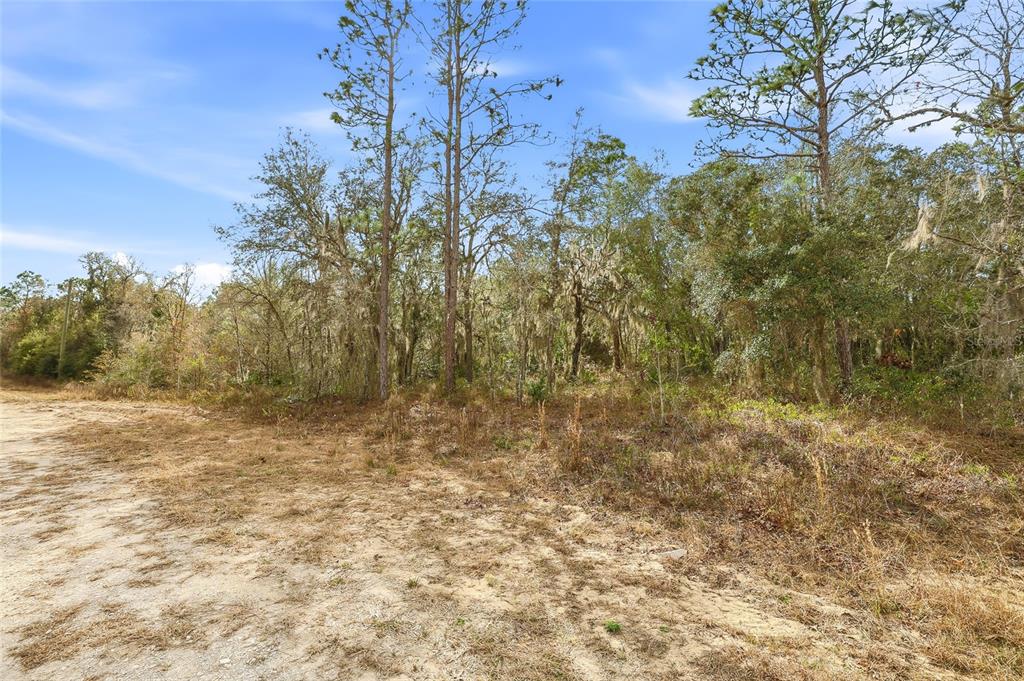 A dirt path leads to a wooded lot with tall pine trees and Spanish moss — CAYMAN ROAD, WEEKI WACHEE, FL