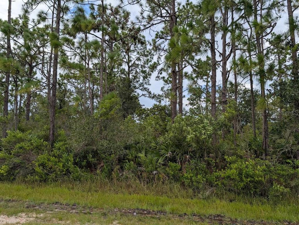 A dense wooded lot features tall pine trees and thick underbrush along a grassy roadside — 408 AZALEA DRIVE, INDIAN LAKE ESTATES, FL