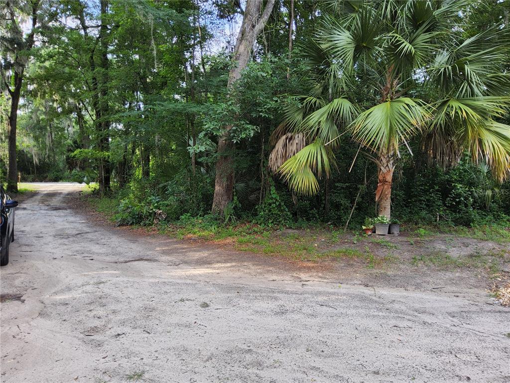A dirt road leads toward a wooded area with a palm tree and dense vegetation — 3200 SE 107TH PLACE, OCALA, FL
