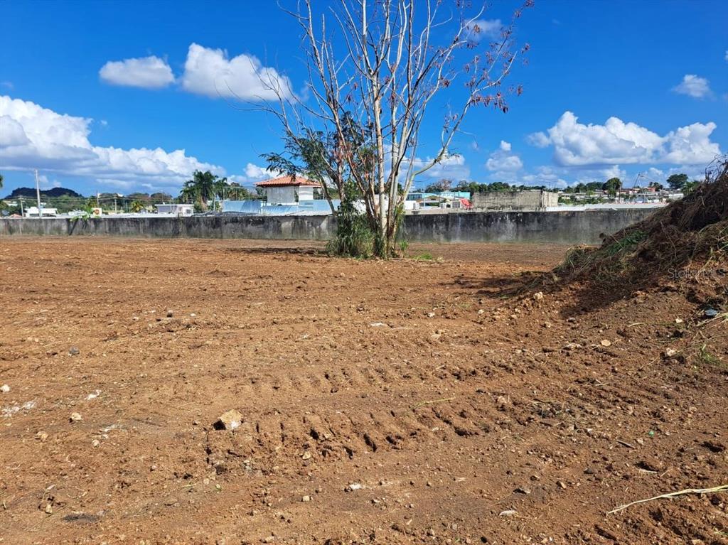 A large, cleared dirt lot features a single bare tree and a concrete perimeter wall — CARRETERA #2 CANDELARIA WARD INTERIOR, TOA BAJA, PR