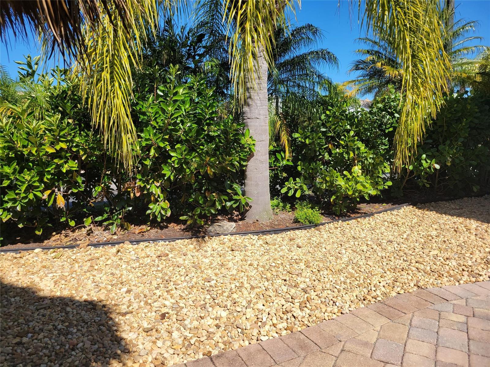 A palm tree stands behind a landscaped hedge next to a gravel bed and pavers — 545 SW 40th Cove, Okeechobee FL 34974, OKEECHOBEE, FL
