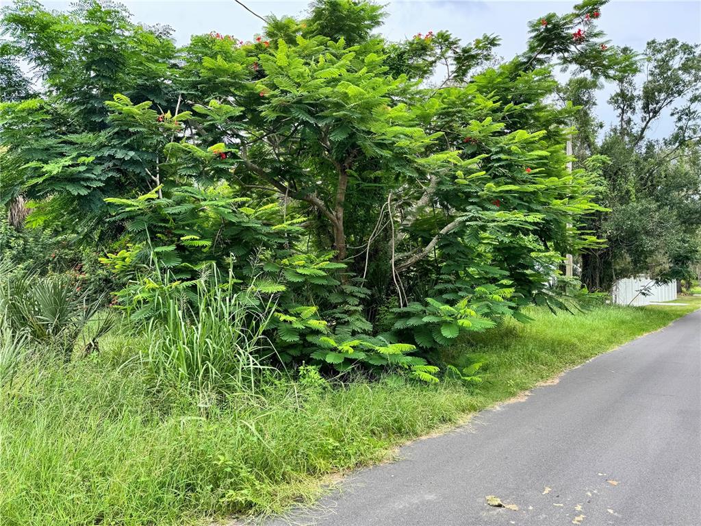 A large, leafy tree with red flowers stands beside a paved road — 4466 GANYARD STREET, PUNTA GORDA, FL