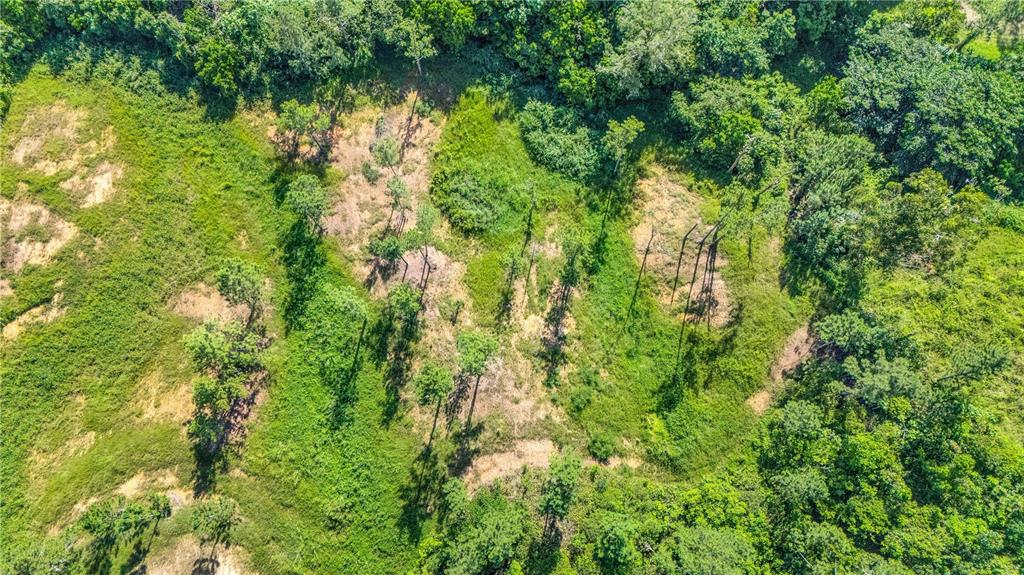 An aerial view shows a grassy, partially cleared plot of land with scattered pine trees — 63 SECTOR MONTICELLO, CIDRA, PR
