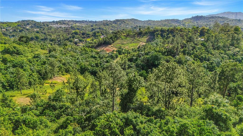 An aerial view of a lush, hilly landscape featuring dense green trees and open fields — 63 SECTOR MONTICELLO, CIDRA, PR