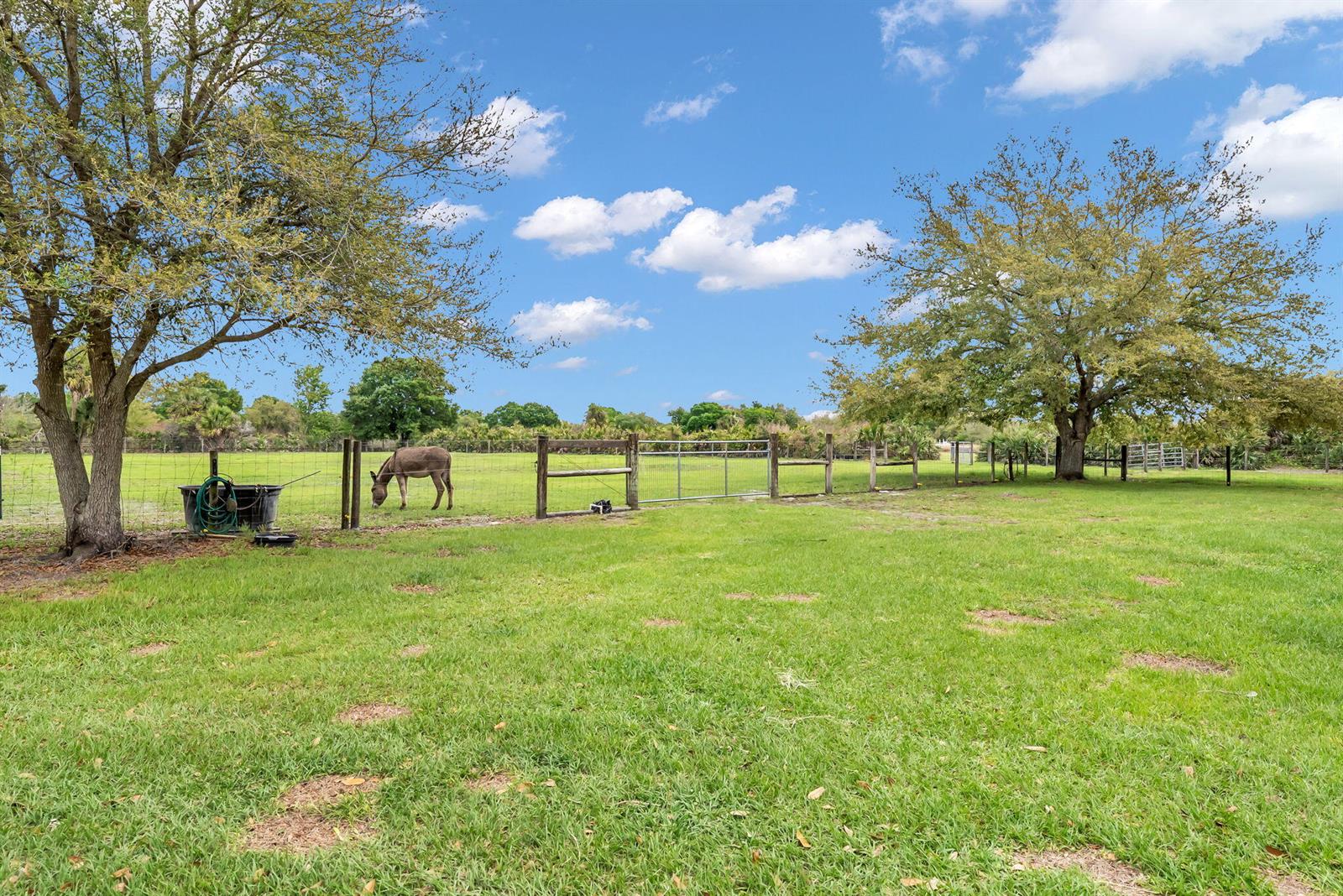A donkey grazes in a grassy pasture enclosed by a wire fence and large trees — 17255 NW 272nd Street, Okeechobee FL 34972, OKEECHOBEE, FL