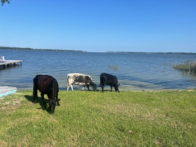 Three cows graze on the grassy shore of a large lake under a clear sky — 25800 WASHINGTON STREET, ASTATULA, FL