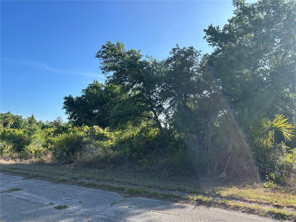 A paved road runs alongside a vacant, wooded lot with dense trees and palmettos — WINTERVILLE CIRCLE, NORTH PORT, FL