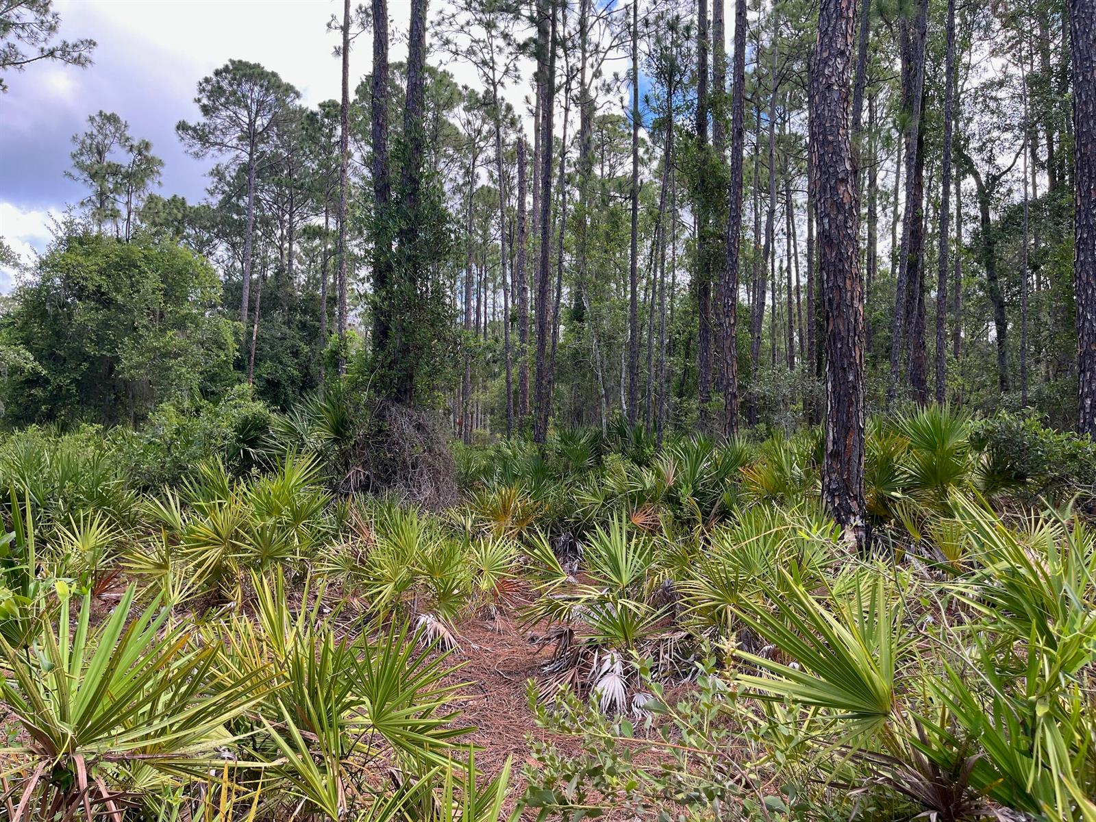 A wooded area features tall pine trees and dense saw palmetto plants under a cloudy sky — 222 Marie Avenue, FL 32139, FL