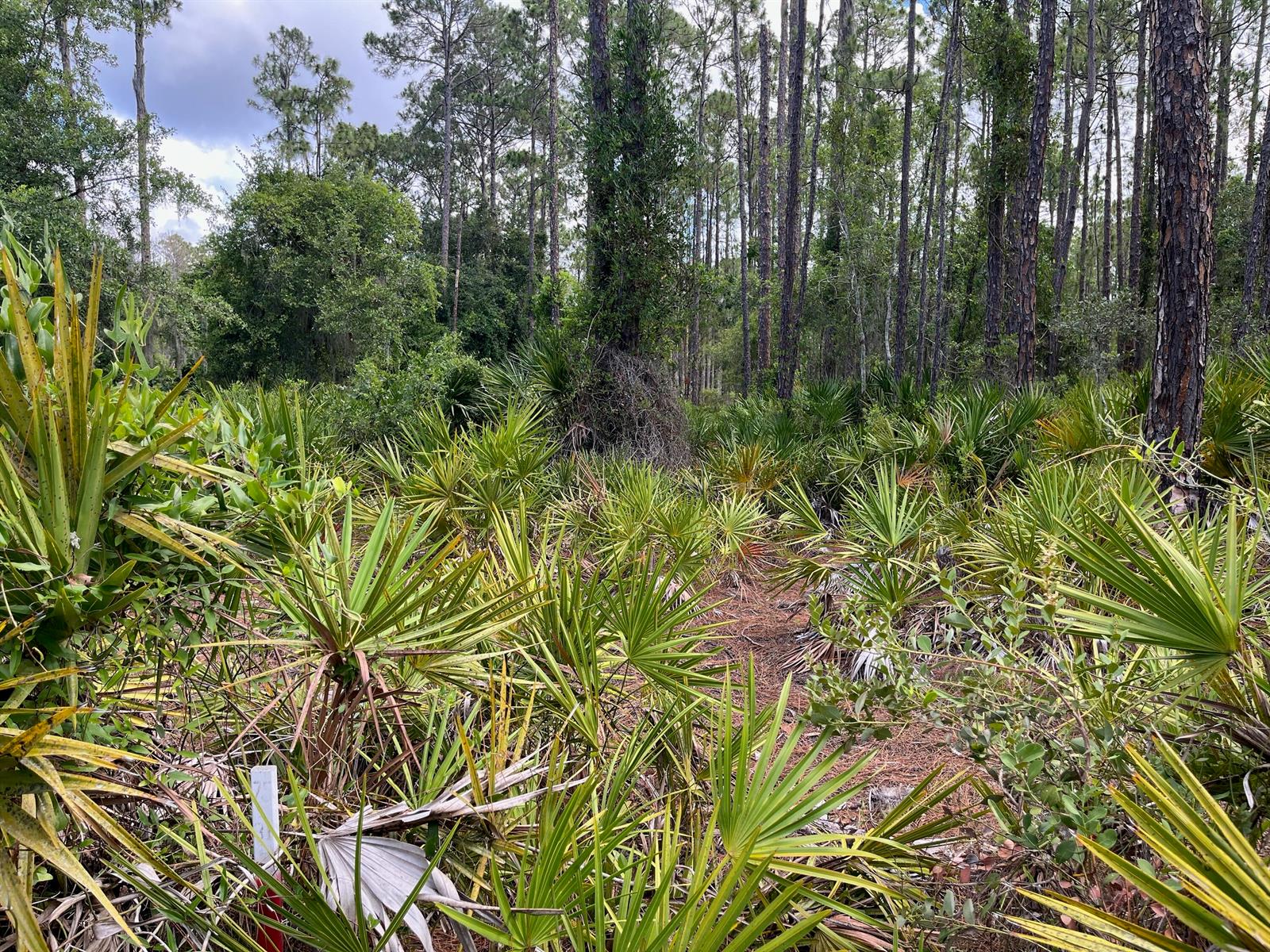A wooded lot featuring dense saw palmetto ground cover and tall pine trees — 222 Marie Avenue, FL 32139, FL