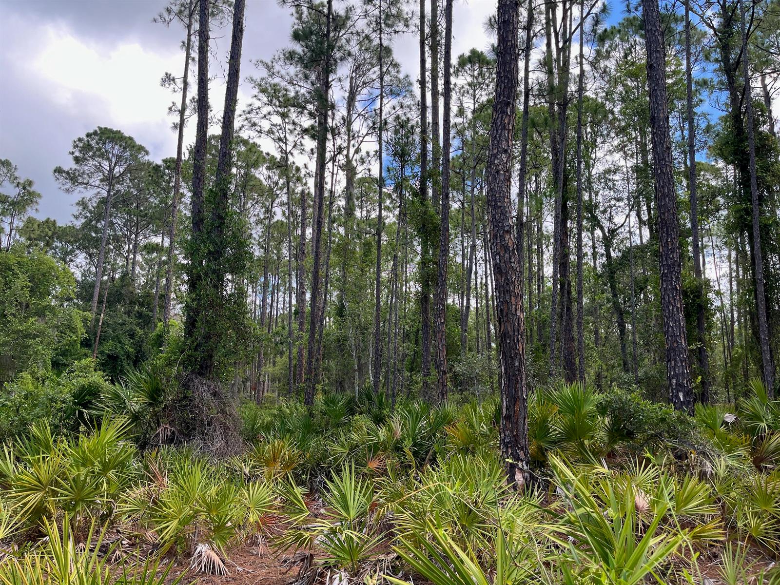 A dense forest of tall pine trees with a thick understory of saw palmetto plants — 222 Marie Avenue, FL 32139, FL