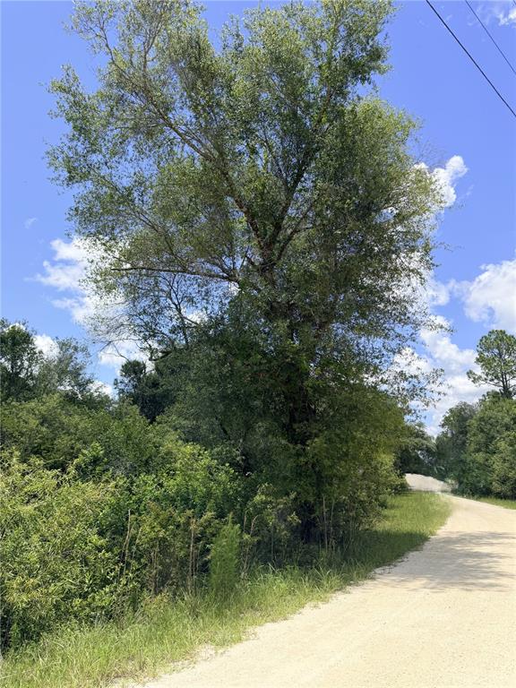 A large tree stands beside a dirt road next to a dense area of vegetation — LOT 10 HARDSTONE DRIVE, WEBSTER, FL