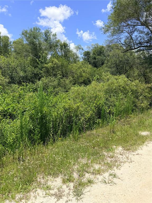 A dirt path runs alongside a dense area of green trees and shrubs under a sky — LOT 10 HARDSTONE DRIVE, WEBSTER, FL
