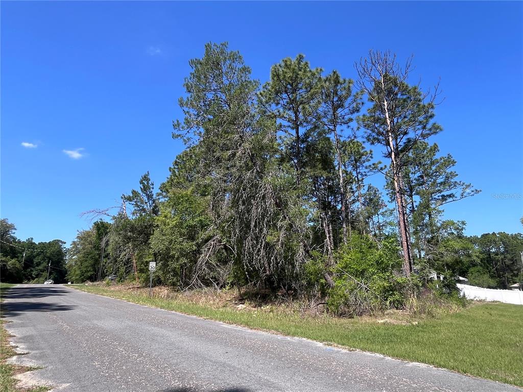A paved road leads past a wooded lot with tall pine trees under a blue sky — 8000 N POCONO DRIVE, CITRUS SPRINGS, FL