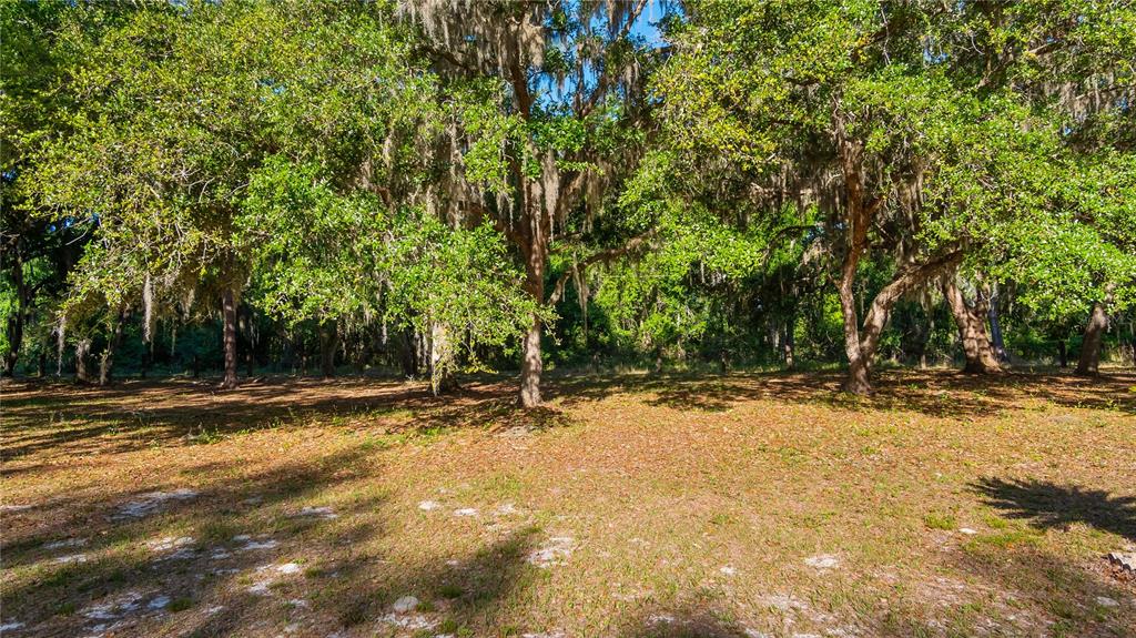 A wooded lot with mature oak trees and Spanish moss on a sunny day — LEGACY WOODS, GROVELAND, FL