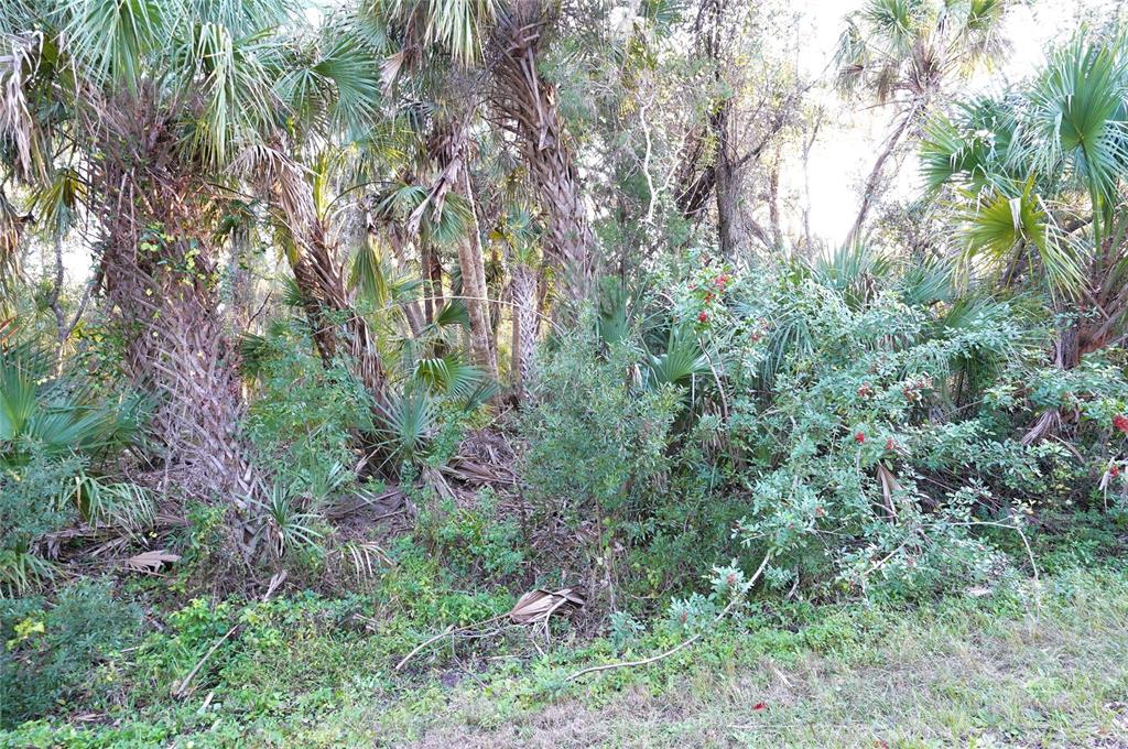 A dense, wooded lot features numerous palm trees and thick undergrowth in a natural setting — 14299 CANNELL LANE, PORT CHARLOTTE, FL