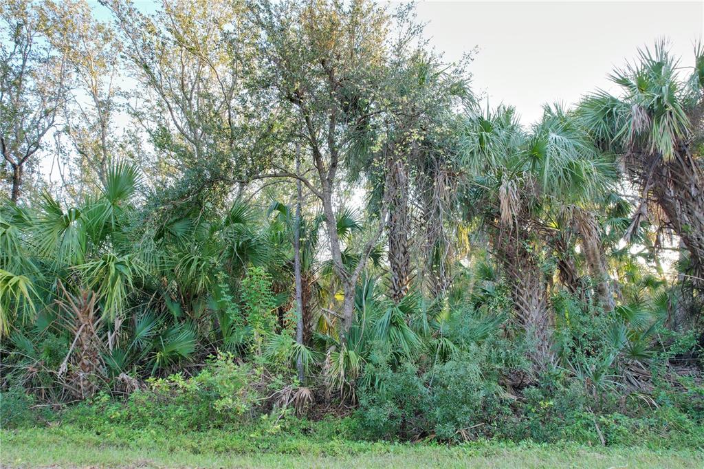 A dense thicket of palm trees and various deciduous trees grows along a grassy edge — 14299 CANNELL LANE, PORT CHARLOTTE, FL