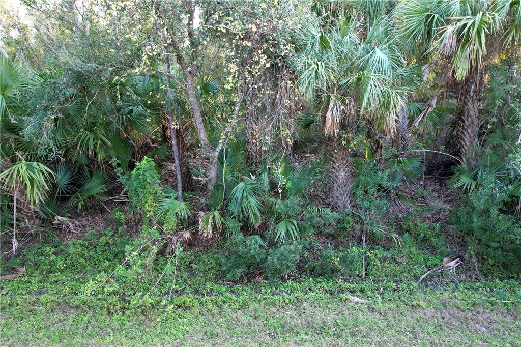 A dense thicket of palm trees and various shrubs grows along the edge of a lawn — 14299 CANNELL LANE, PORT CHARLOTTE, FL