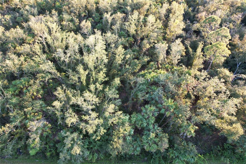 An aerial view of a dense, wooded lot featuring various trees and palmetto bushes — 14299 CANNELL LANE, PORT CHARLOTTE, FL