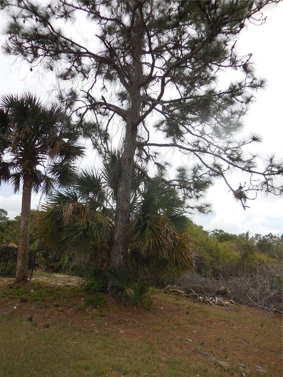 A tall pine tree stands next to a palm tree in a grassy, wooded area — 223 JENNIFER DRIVE, ROTONDA WEST, FL