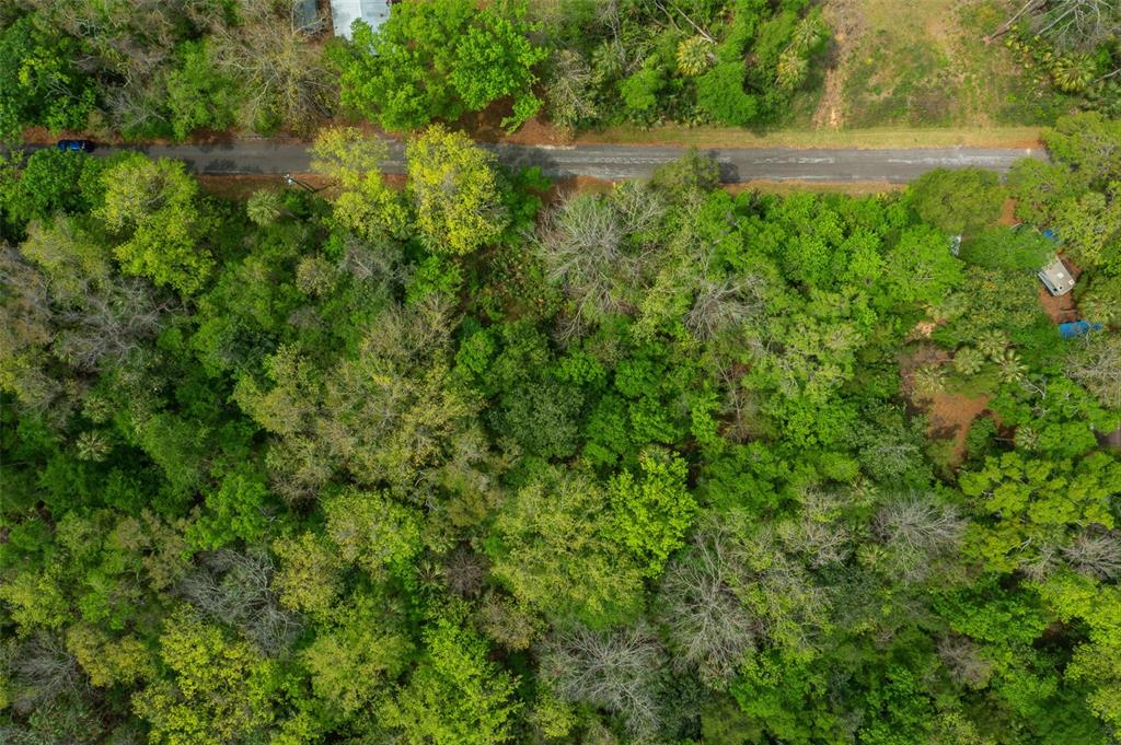 An aerial view shows a densely wooded lot bordering a paved road — 5043 S PALO VERDE POINT, HOMOSASSA, FL