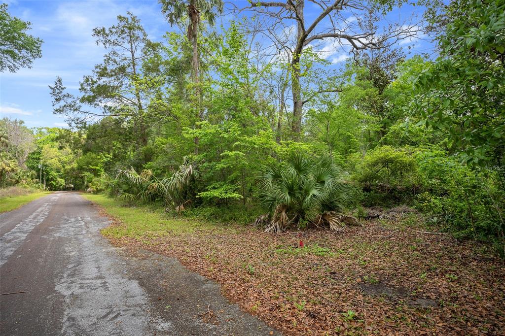 A paved road runs alongside a wooded lot with dense trees and a palmetto plant — 5043 S PALO VERDE POINT, HOMOSASSA, FL