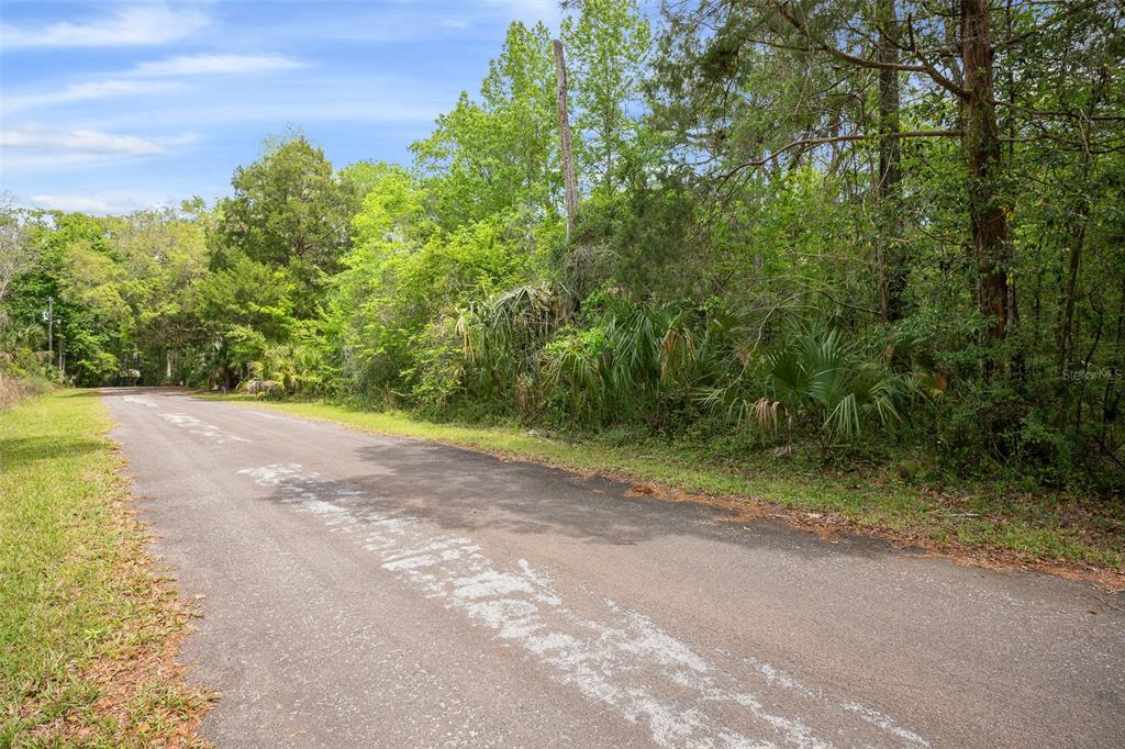 A paved road runs alongside a wooded lot with dense trees and vegetation — 5043 S PALO VERDE POINT, HOMOSASSA, FL