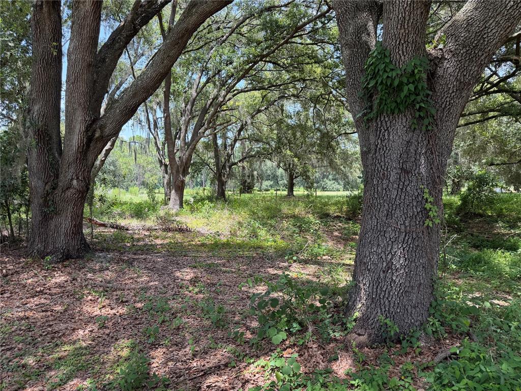 A wooded lot with large oak trees and scattered undergrowth under a clear blue sky — 2008 OLD DIXIE HIGHWAY, AUBURNDALE, FL