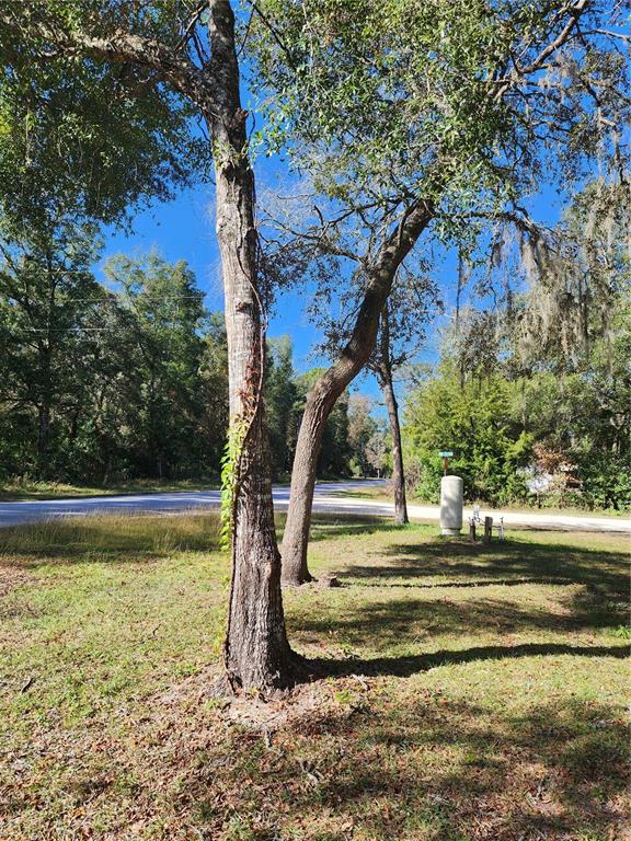 Two mature trees stand in a grassy yard near a paved road and utility equipment — 7351 NW 170TH STREET, TRENTON, FL