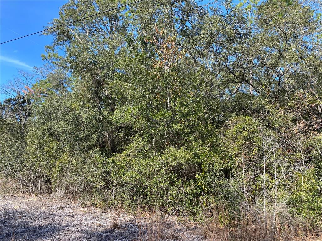 A dense thicket of trees and shrubs grows along the edge of a cleared lot — 21523 SW BEACH BOULEVARD, DUNNELLON, FL