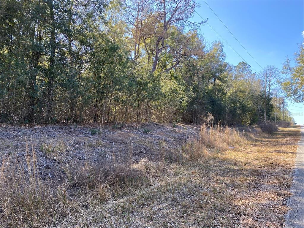A wooded, undeveloped lot sits along the side of a paved road — 21523 SW BEACH BOULEVARD, DUNNELLON, FL