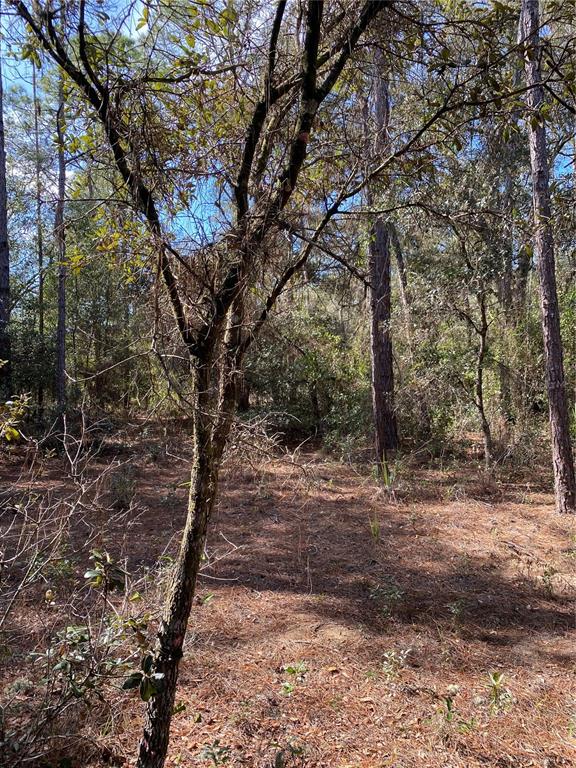 A wooded lot features scattered pine trees and a ground covered in fallen pine needles — 21523 SW BEACH BOULEVARD, DUNNELLON, FL