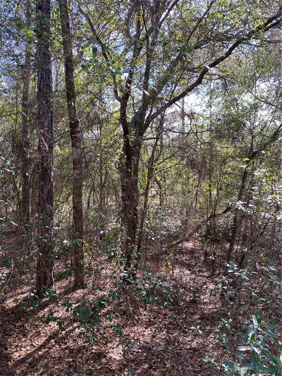A wooded lot featuring various trees and a ground covered in fallen leaves — 21523 SW BEACH BOULEVARD, DUNNELLON, FL