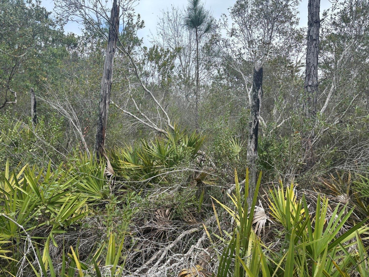 A dense, wooded area features saw palmettos, shrubs, and several weathered, fire-scarred tree trunks — 0 Old Grade Road, FL 33868, FL