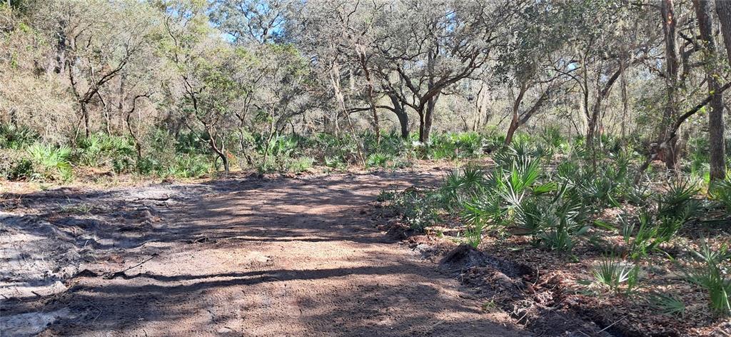A dirt path leads through a wooded area with scattered palmetto plants and mature trees — 119 GARDENIA AVENUE, GEORGETOWN, FL