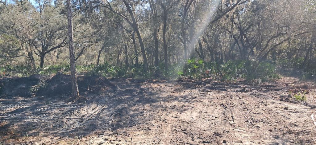 A cleared dirt lot with tire tracks sits in front of a wooded area — 119 GARDENIA AVENUE, GEORGETOWN, FL