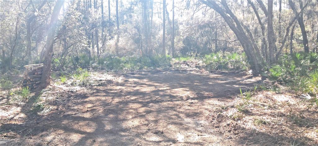 A cleared dirt lot surrounded by trees and palmetto bushes in a wooded area — 119 GARDENIA AVENUE, GEORGETOWN, FL