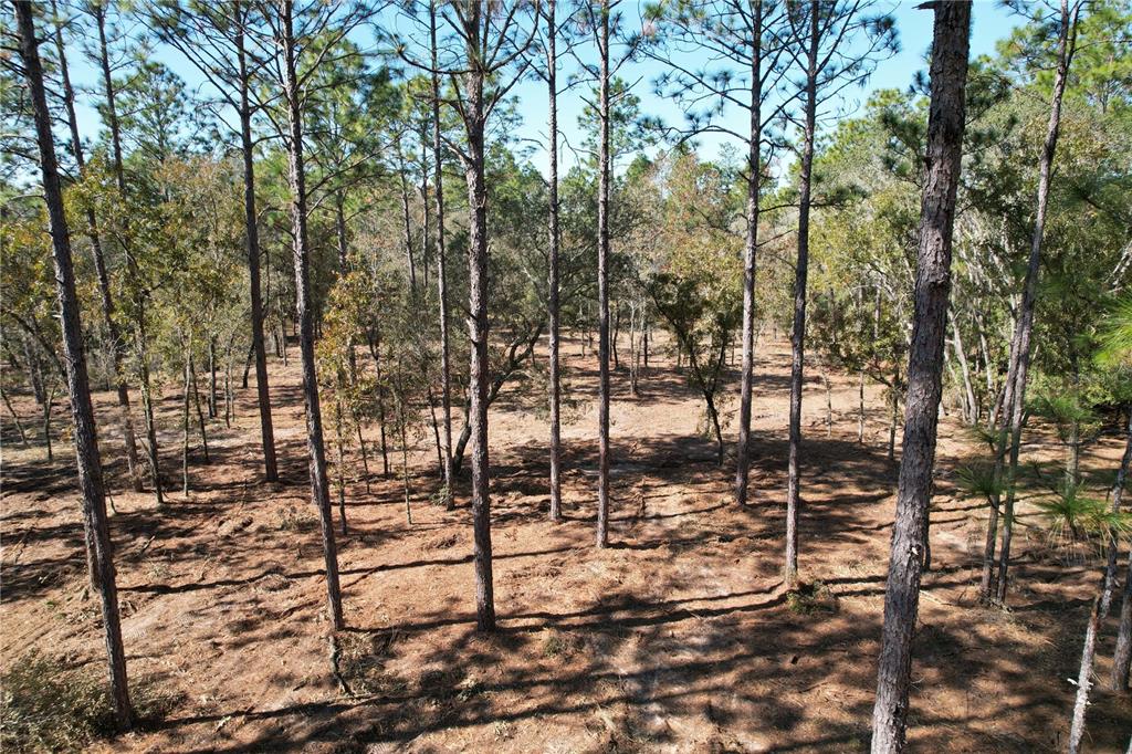 A wooded lot with tall pine trees and a cleared forest floor under a blue sky — 93RD TERRACE, ARCHER, FL