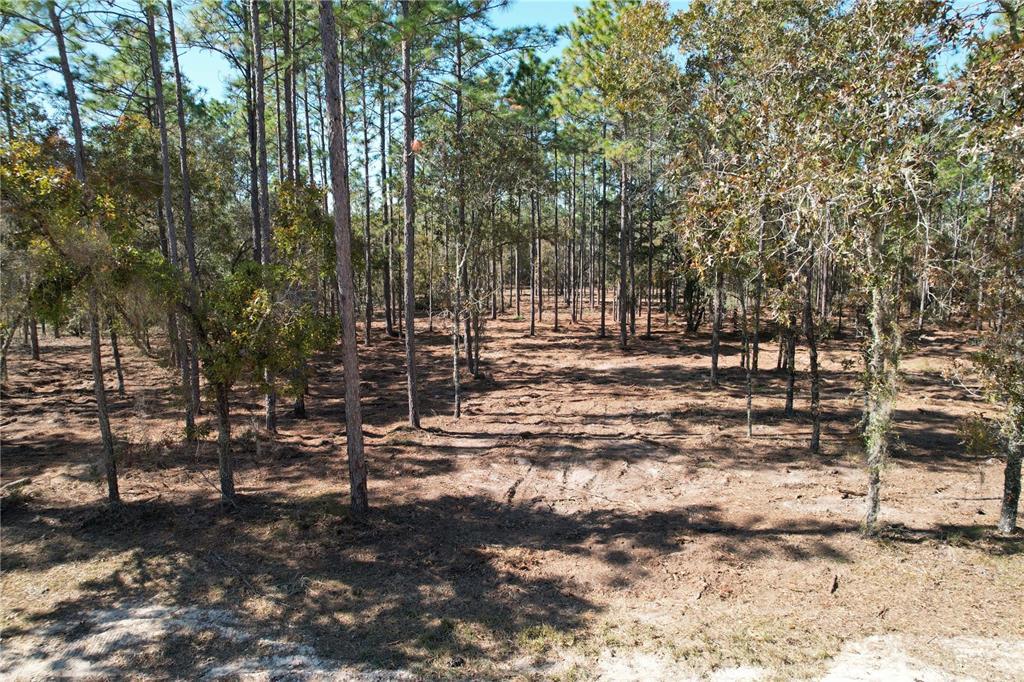 A wooded lot with tall pine trees and cleared ground under a clear blue sky — 93RD TERRACE, ARCHER, FL