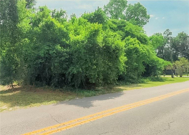 A paved road runs alongside a densely wooded, undeveloped lot under a blue sky — 3638 E DELIGHT STREET, HERNANDO, FL