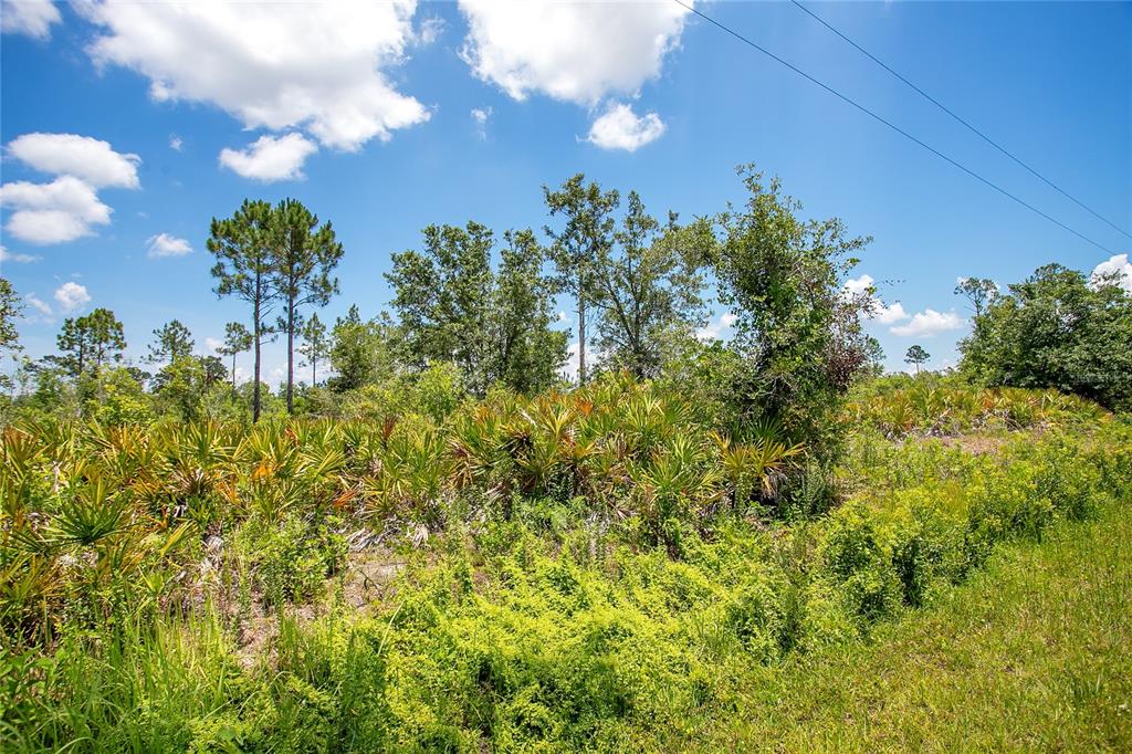 A view of a grassy, undeveloped lot with scattered trees and palmetto bushes under a sky — 4000 GERONA AVENUE, SEBRING, FL