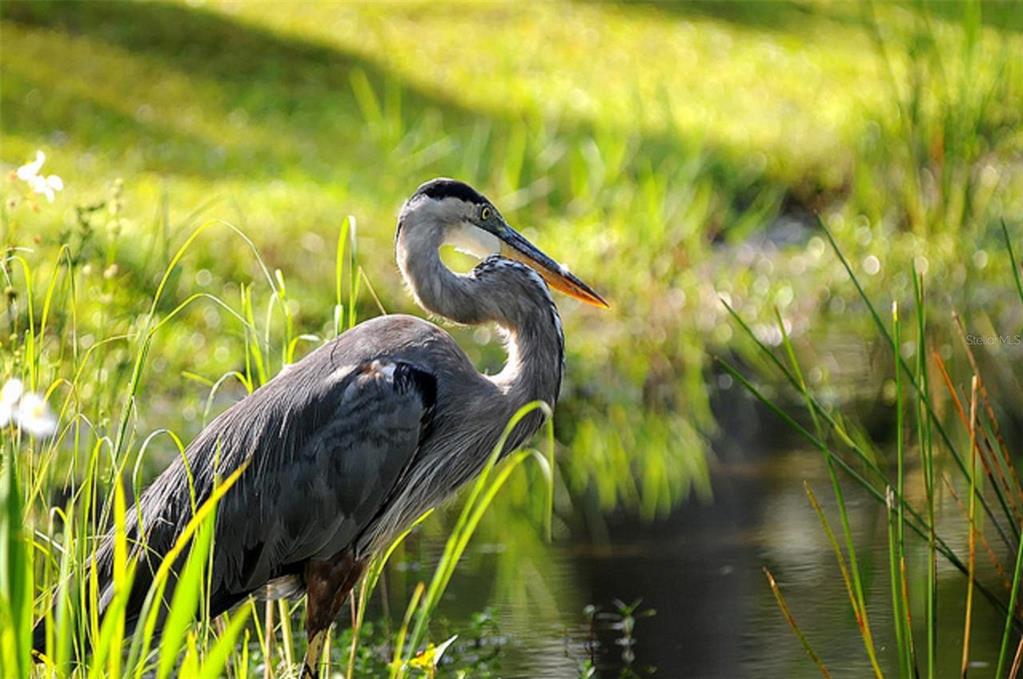 A great blue heron stands among tall green grasses near the edge of a pond — 17161 SPICE LANE, PUNTA GORDA, FL