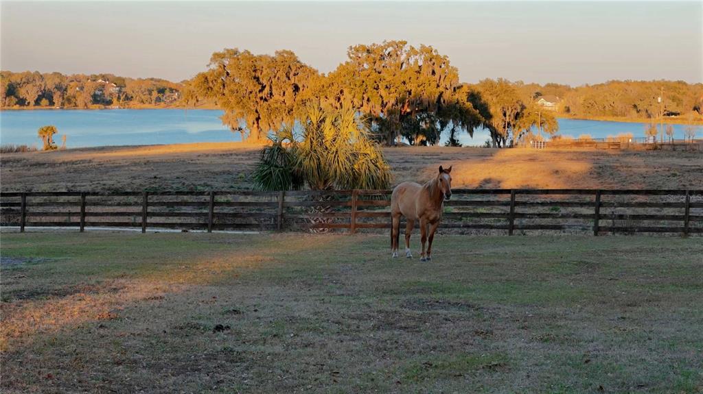 A horse stands in a fenced pasture overlooking a lake with large trees in the background — 32935 JESSE JONES AVENUE, SAN ANTONIO, FL