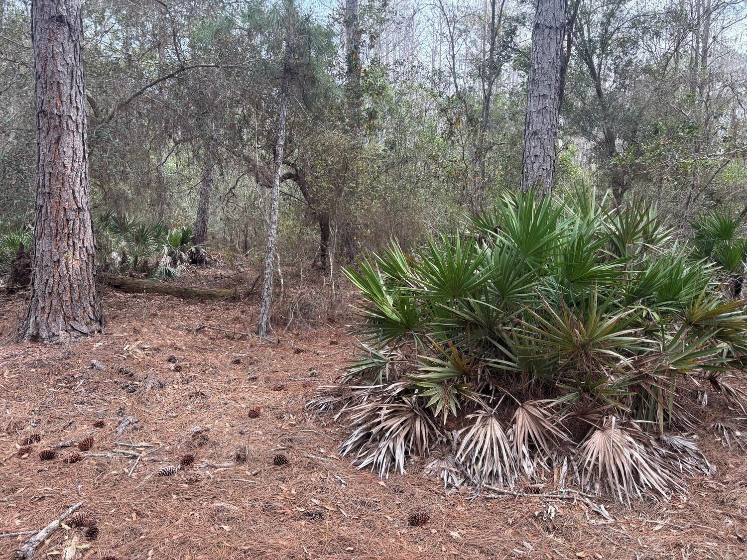 A wooded area with pine trees, pine needles on the ground, and saw palmetto bushes — 0 Old Grade Road, FL 33868, FL