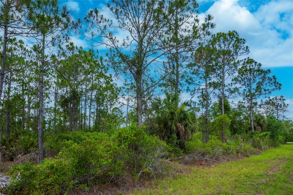 A wooded lot features tall pine trees, palmetto bushes, and a grassy foreground area — 474 HANSCOM STREET, PORT CHARLOTTE, FL
