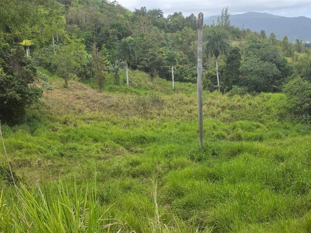 A grassy, sloped lot features several tall palm trees against a backdrop of forested hills — QUINTAS DE CEIBA UNIT 12, CEIBA, PR