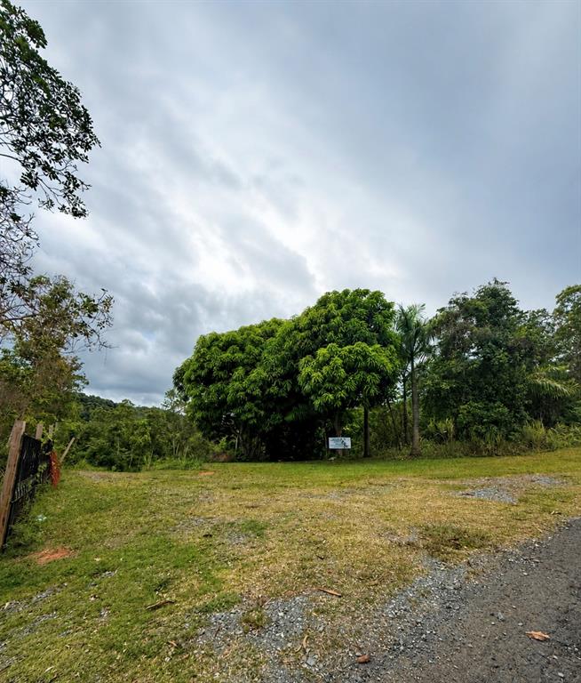 A grassy, gravel-covered lot features a large, dense tree and a small sign — FINCAS DE NARANJO, FAJARDO, PR