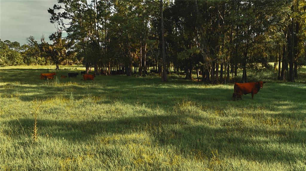 A herd of cattle grazes in a grassy pasture bordered by a line of trees — 4802 NW 50TH ROAD, STARKE, FL